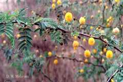 Acacia farnesiana